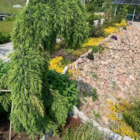 Albatrosa 17 - Nr 2 ريفال